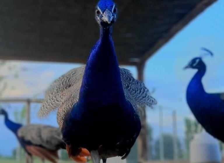 בית מלון כפרי Complejo Campo Alegre