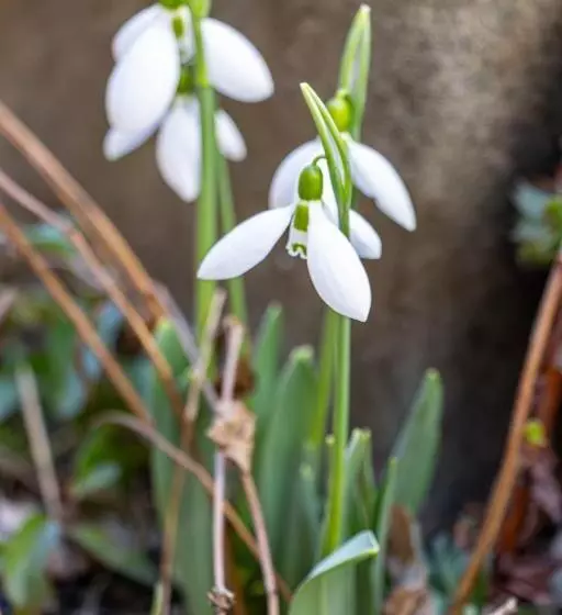 ペンション Navial