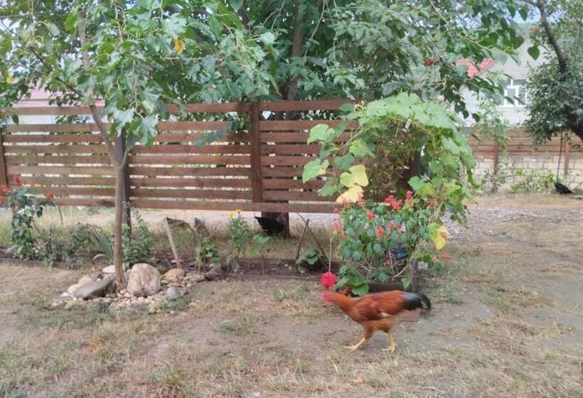 پانسیون Guest House