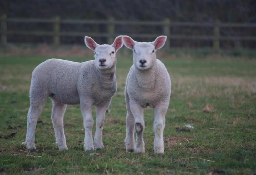 Отель Woodhouse Farm Lodge