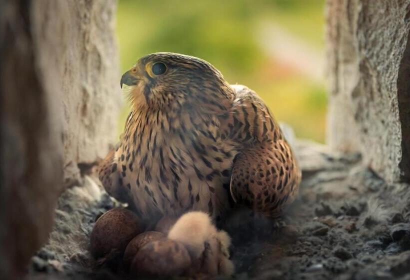 住宿加早餐  Auberg Inn