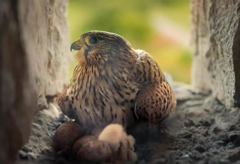 Aamiaismajoitus (B&B) Auberg Inn