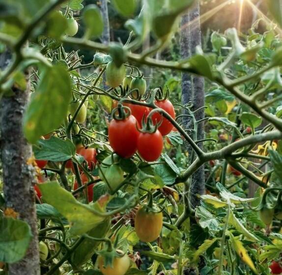 פנסיון Casa Marta