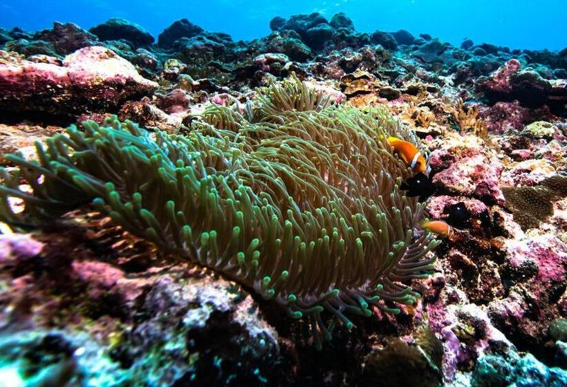 Bangaram Island Beach Resort