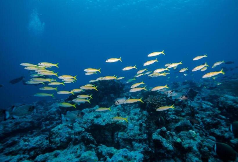 Bangaram Island Beach Resort