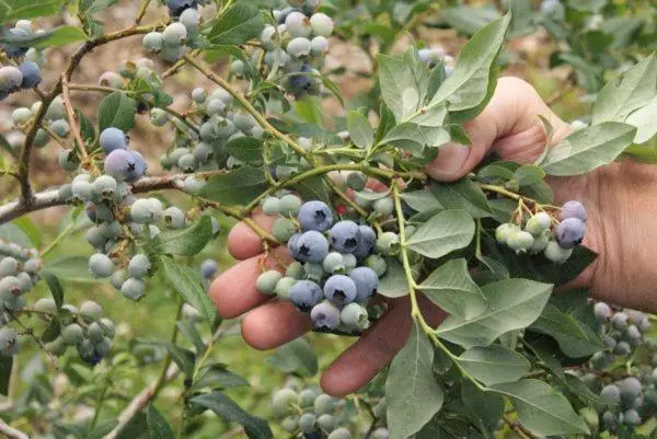 Aamiaismajoitus (B&B) Le Gîte Du Pêcheur