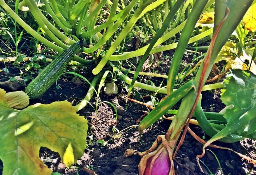 בית מלון כפרי Agriturismo Bicocchi