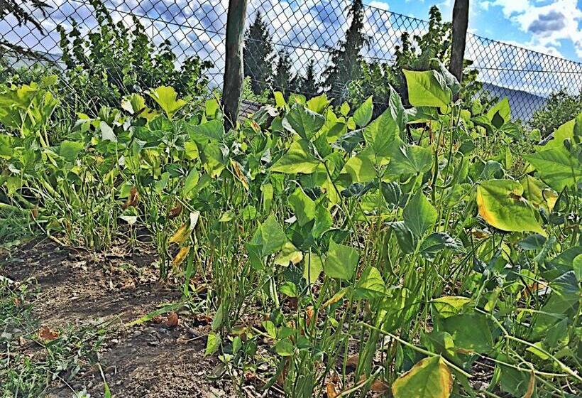 בית מלון כפרי Agriturismo Bicocchi