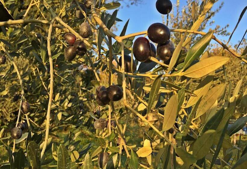 בית מלון כפרי Agriturismo Bicocchi