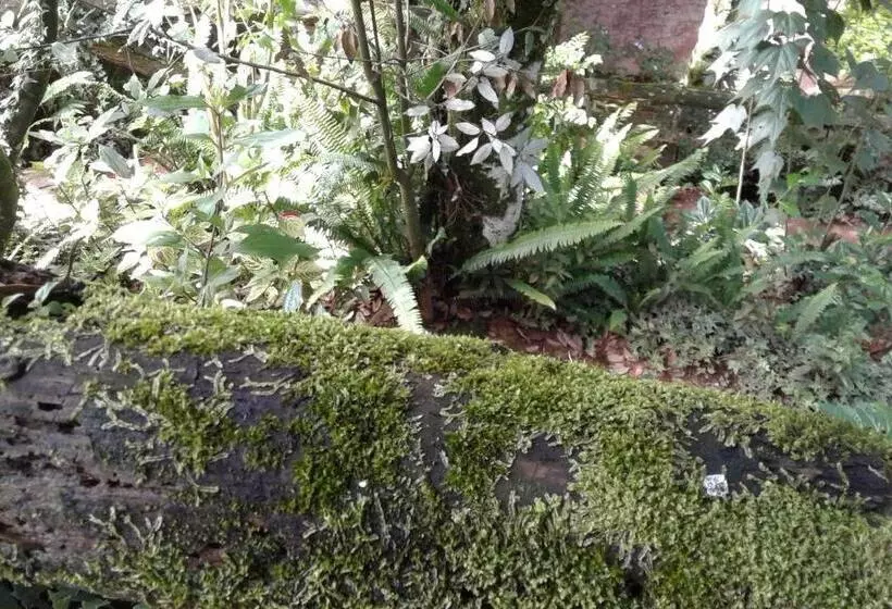ペンション King Fern Cottage