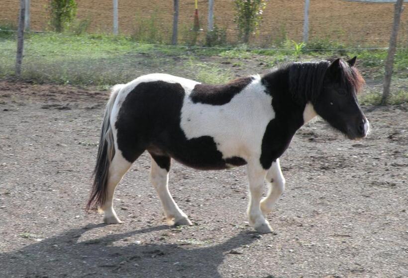 فندق Agriturismo Fattoria Il Ginepro