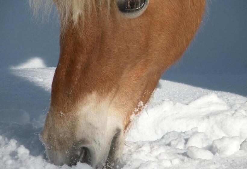 فندق Agriturismo Fattoria Il Ginepro