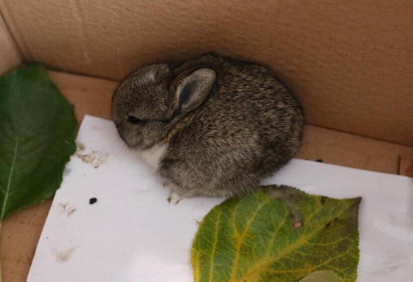 فندق İdavilla Bungalov & Bahçe