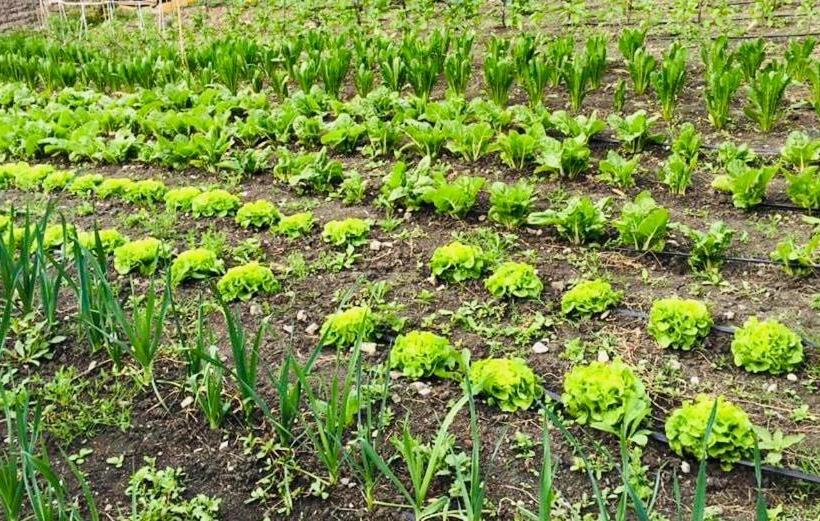 ホテル La Palazzina Di Ciagnano