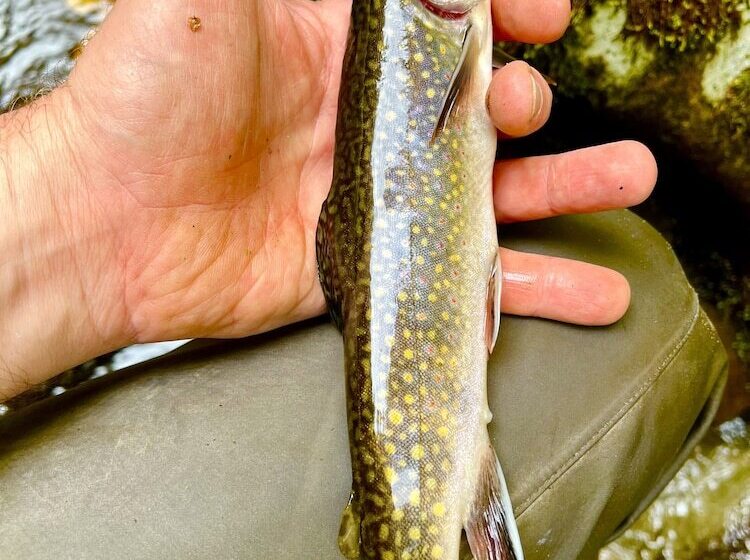 住宿加早餐  The Owl's Perch