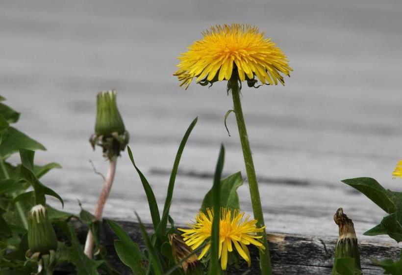 Отель Garni Lärchenhof
