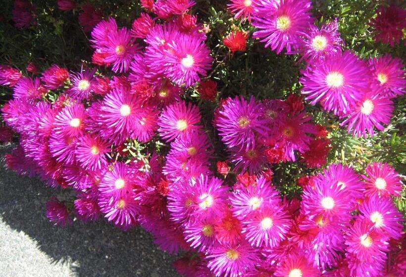 Liosderrig House B&b