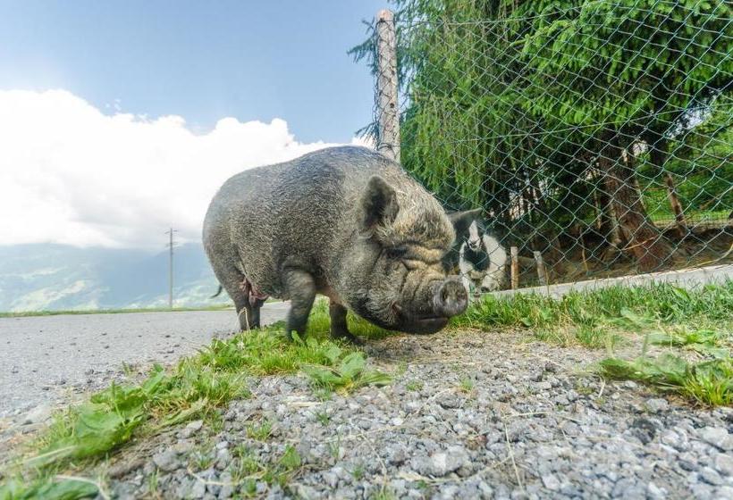 Bed and Breakfast Alpengasthof Enzianhof