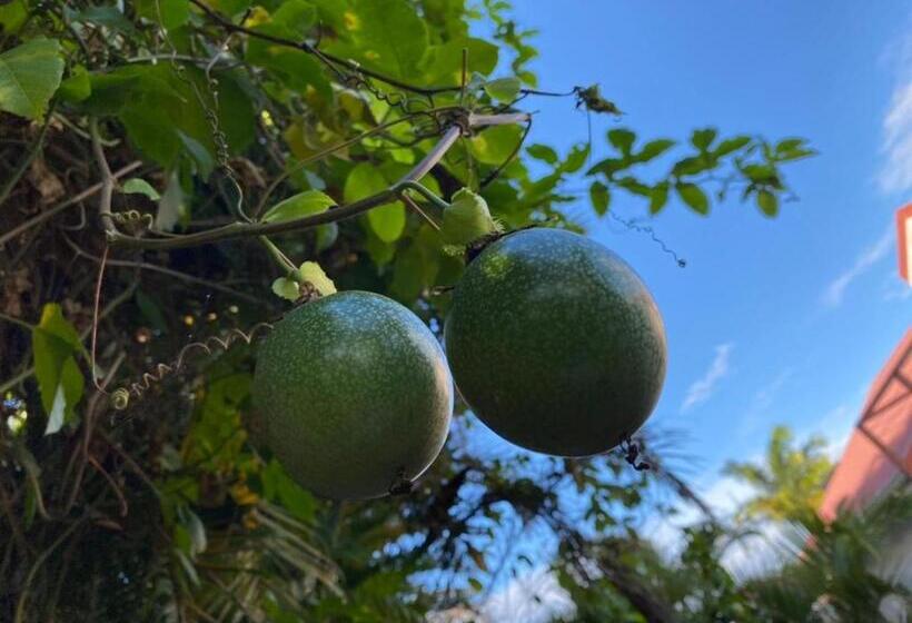 تختخواب و صبحانه Villa Cajou Chambres D Hôtes Chez L Habitant Et Zanzibar Cottage