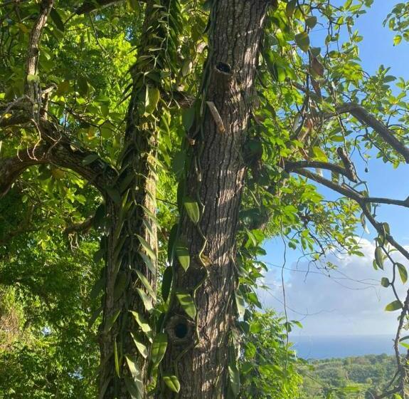 تختخواب و صبحانه Villa Cajou Chambres D Hôtes Chez L Habitant Et Zanzibar Cottage
