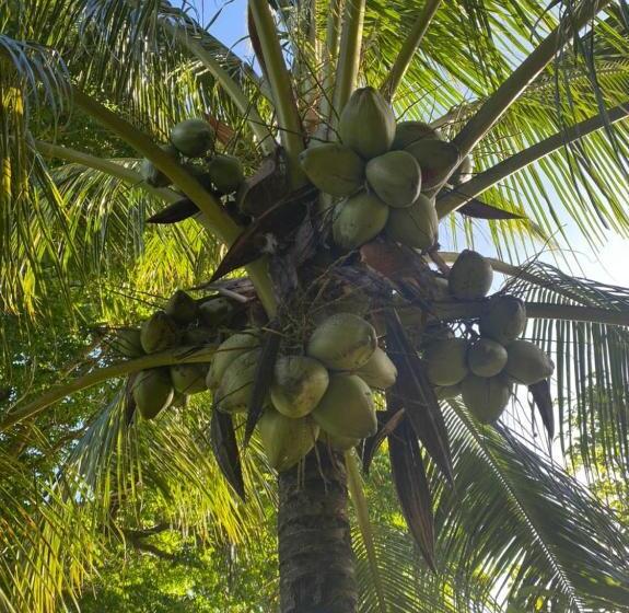 تختخواب و صبحانه Villa Cajou Chambres D Hôtes Chez L Habitant Et Zanzibar Cottage