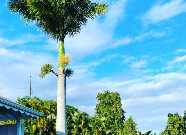 تختخواب و صبحانه Villa Cajou Chambres D Hôtes Chez L Habitant Et Zanzibar Cottage