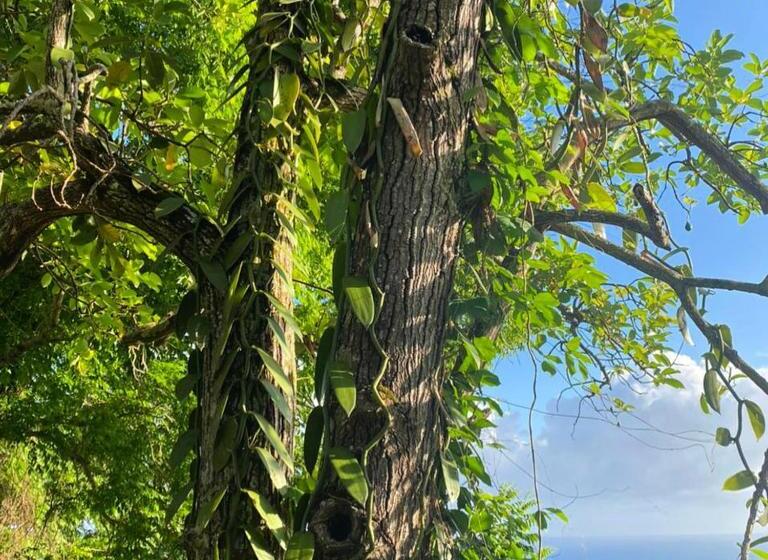تختخواب و صبحانه Villa Cajou Chambres D Hôtes Chez L Habitant Et Zanzibar Cottage