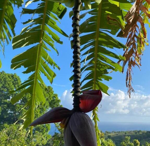تختخواب و صبحانه Villa Cajou Chambres D Hôtes Chez L Habitant Et Zanzibar Cottage