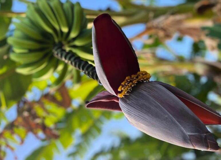 تختخواب و صبحانه Villa Cajou Chambres D Hôtes Chez L Habitant Et Zanzibar Cottage