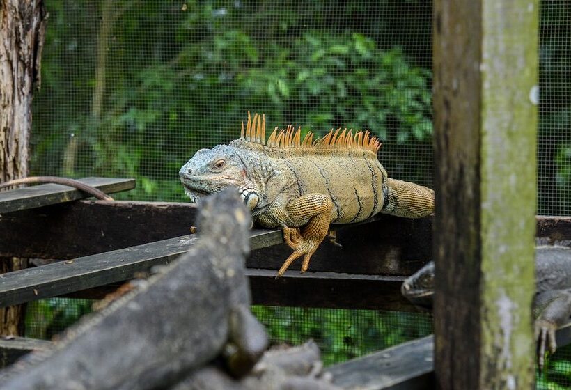 هاستل Bella's Backpackers Cayo