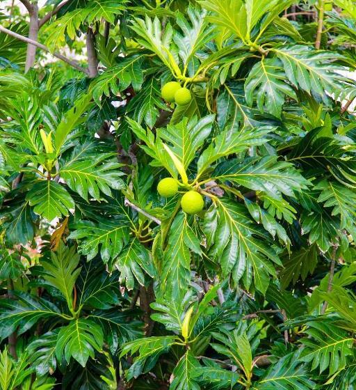 تختخواب و صبحانه Zion Country