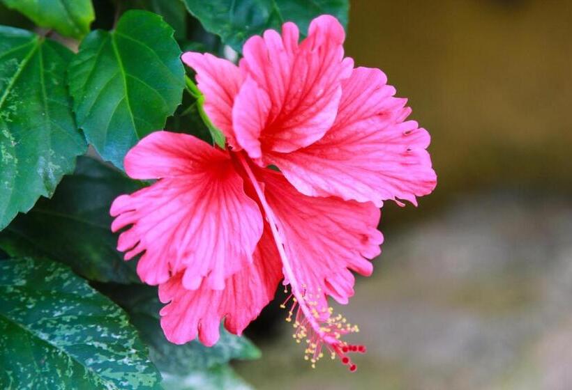 تختخواب و صبحانه Zion Country