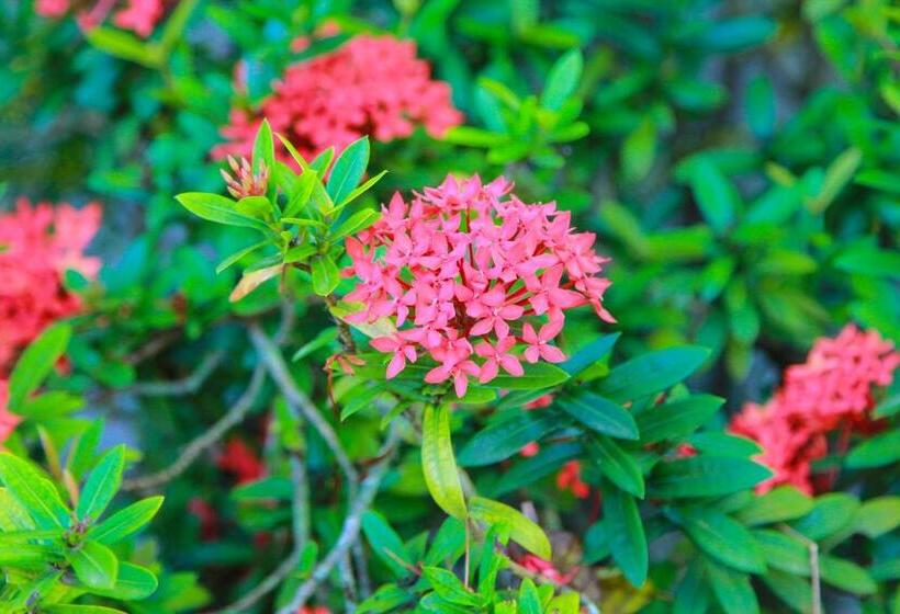 تختخواب و صبحانه Zion Country