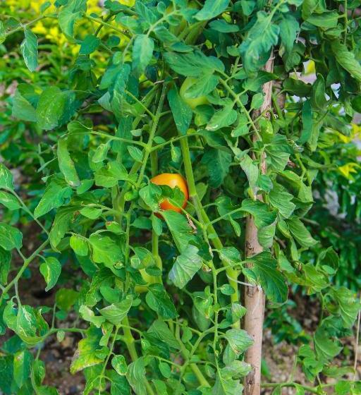 تختخواب و صبحانه Zion Country