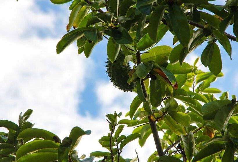 تختخواب و صبحانه Zion Country