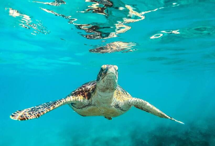 Howzit Hostels Hawaii