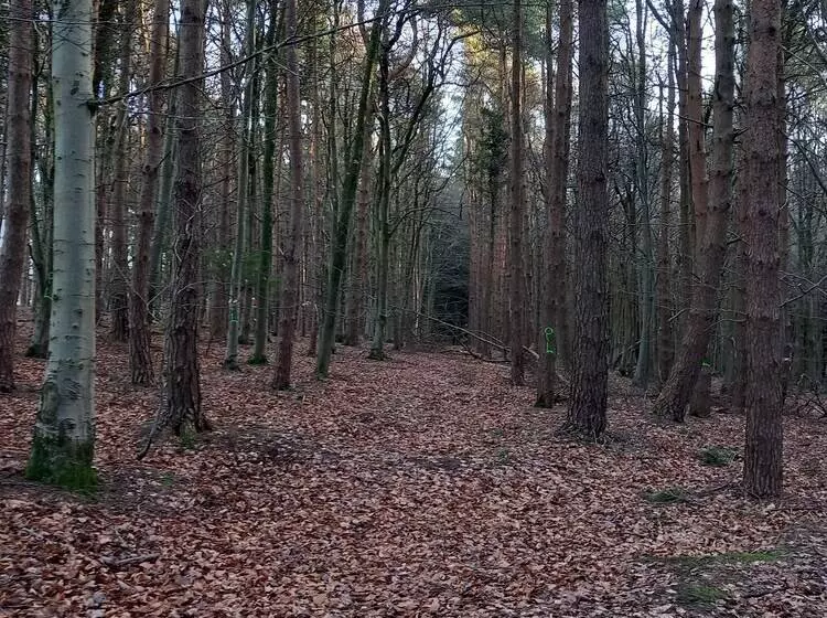 Residenssi The Bungalow, Forest Of Dean