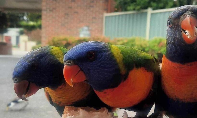 מוטל Arthur Phillip Motor Inn