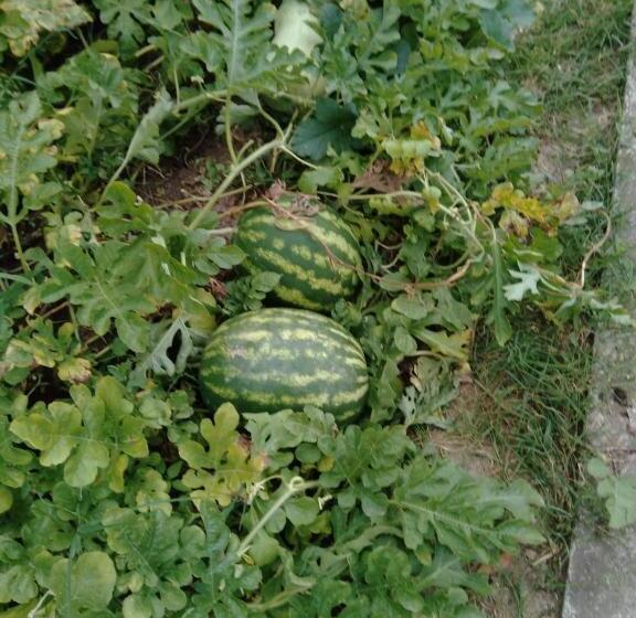 Hotelli Agriturismo Caruggiu Di Via Vecchia