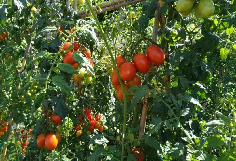 ホテル Agriturismo Caruggiu Di Via Vecchia