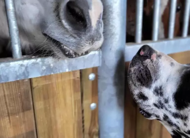 Aamiaismajoitus (B&B) Chambre D Hôtes Au Haras D Agathe Et Ses Princes