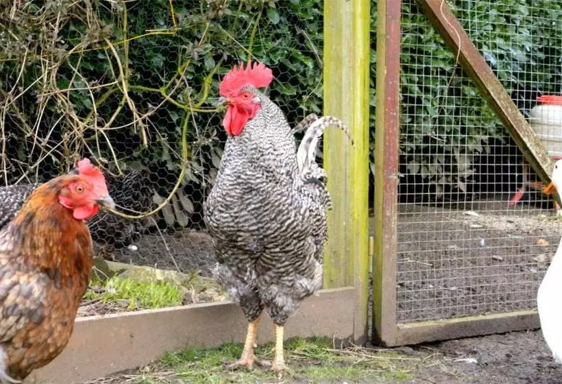 Aamiaismajoitus (B&B) Cherrygarth Cottage