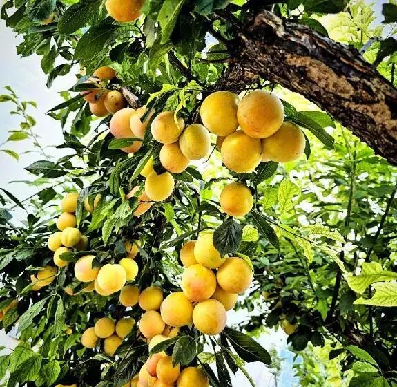 ベッドアンドブレックファースト Narnia E La Rocca Di Albornoz