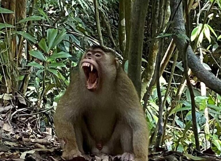 Pensão Bukit Lawang Backpacker Jungletrekking Only Booking With Us