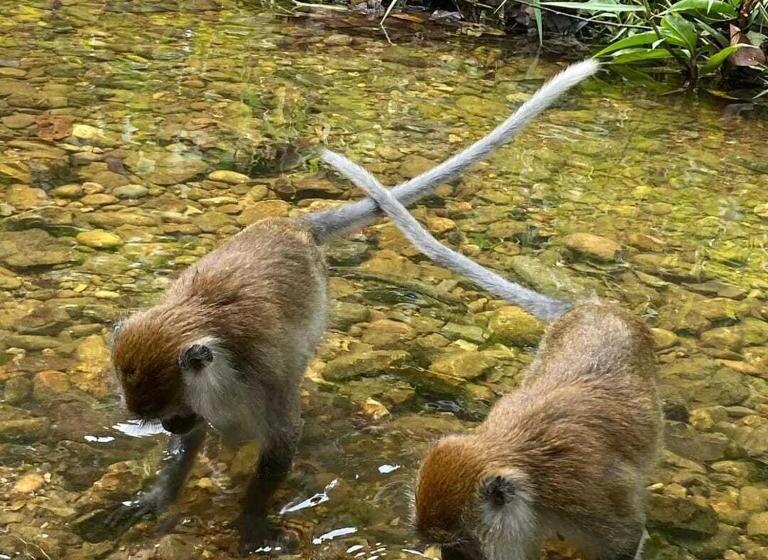 Pensão Bukit Lawang Backpacker Jungletrekking Only Booking With Us