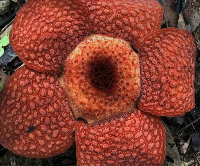 Pensão Bukit Lawang Backpacker Jungletrekking Only Booking With Us