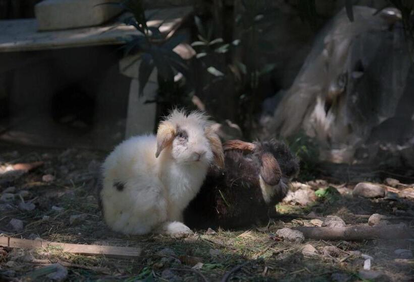 Bed and Breakfast Vahide Homes