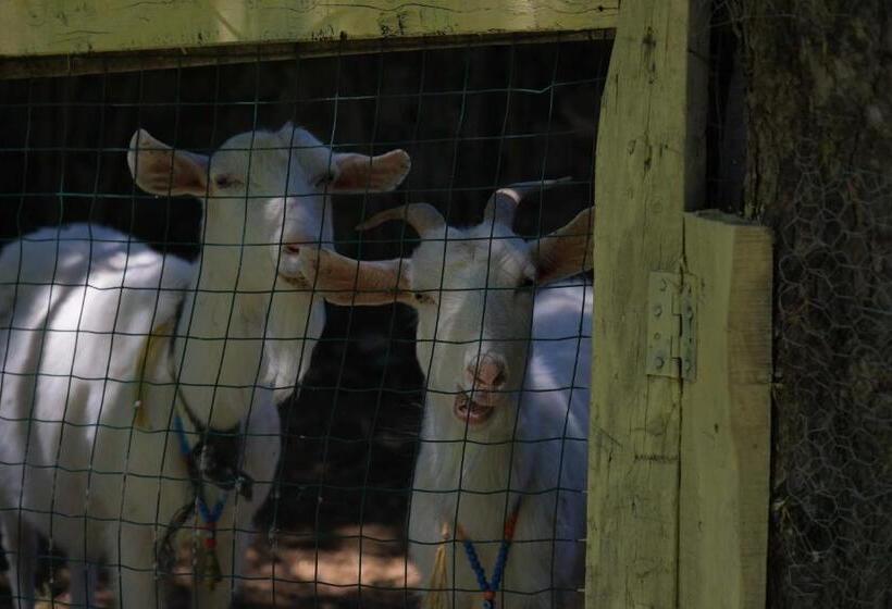 Bed and Breakfast Vahide Homes