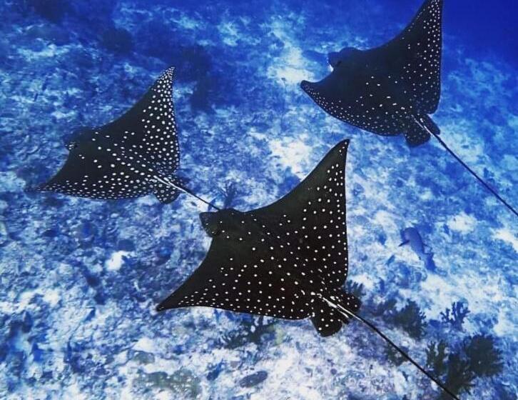 پانسیون Morus Bliss   Divers  Preferred