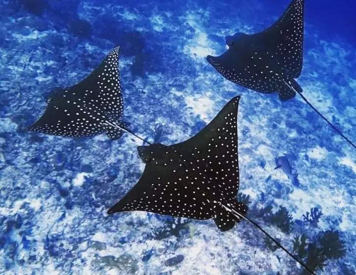 پانسیون Morus Bliss   Divers  Preferred